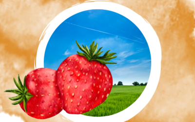 Kindergarten & U3: Geschichtensäckchen „Erdbeere“
